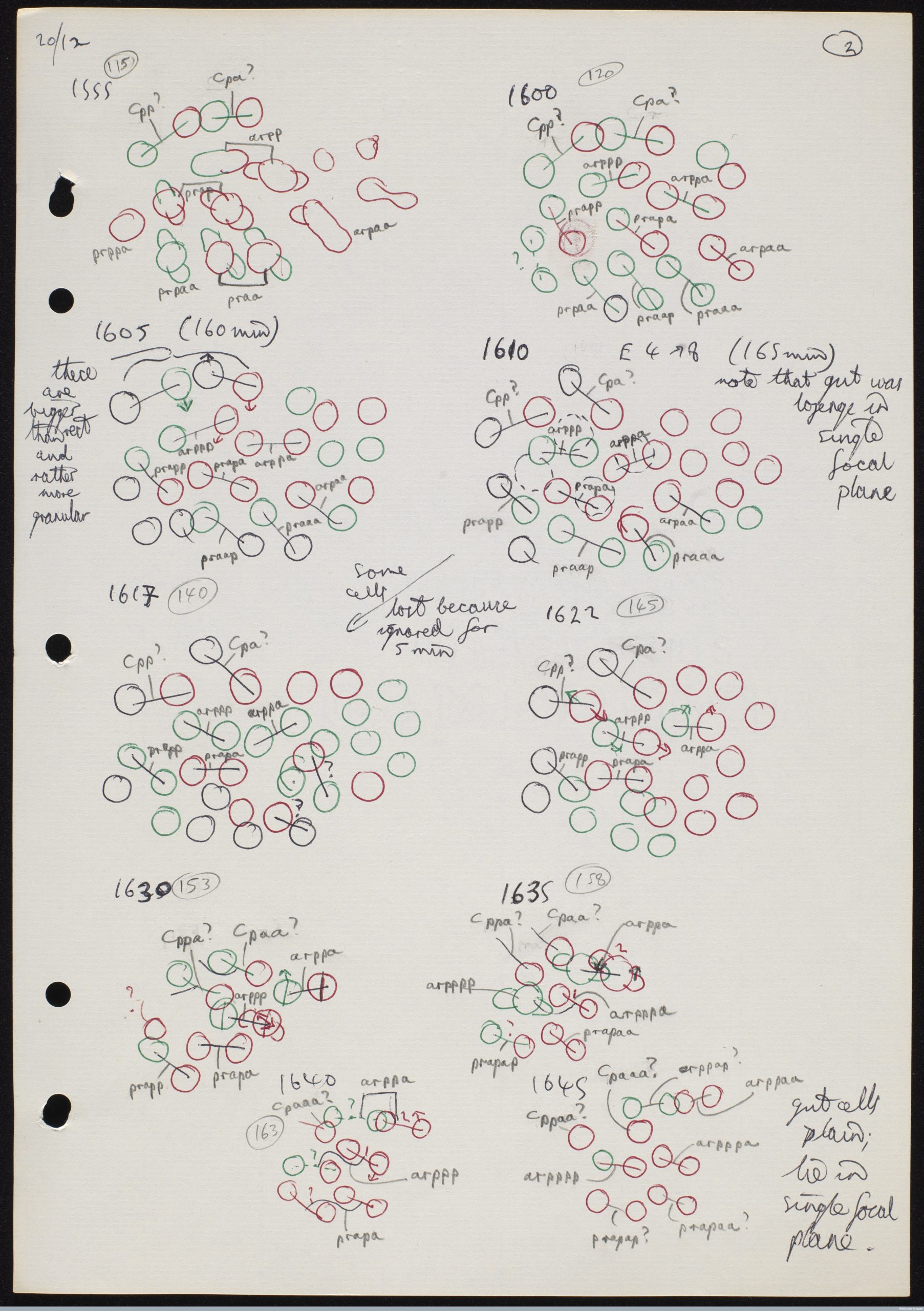 Coloured cell lineage drawings for the C. elegans worm 